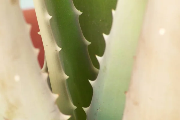 Beautiful Colorful Aloe Vera Plant Striking Green Color Used Medicinal — стоковое фото