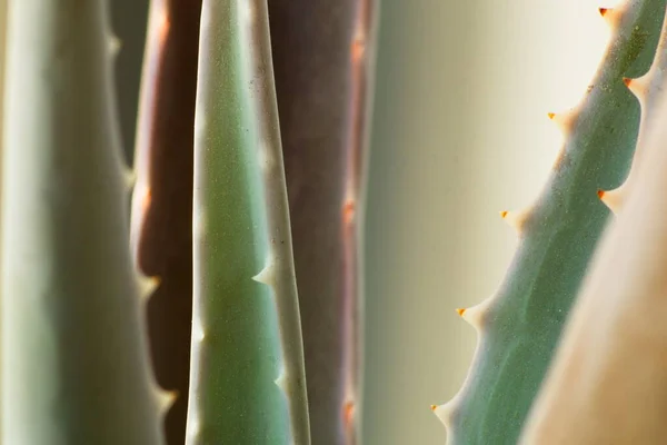 Beautiful Colorful Aloe Vera Plant Striking Green Color Used Medicinal — Photo