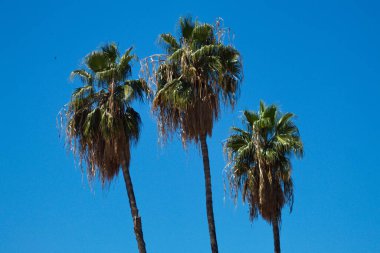 Güneşli yaz gününde ve mavi gökyüzünde renkli palmiye ağaçları