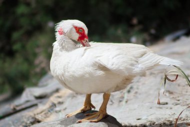 Beyaz kreol ördeği nehir kıyısında huzur içinde yatıyor.