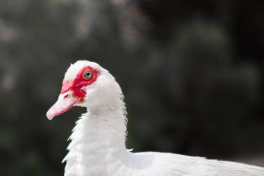 Beyaz kreol ördeği nehir kıyısında huzur içinde yatıyor.