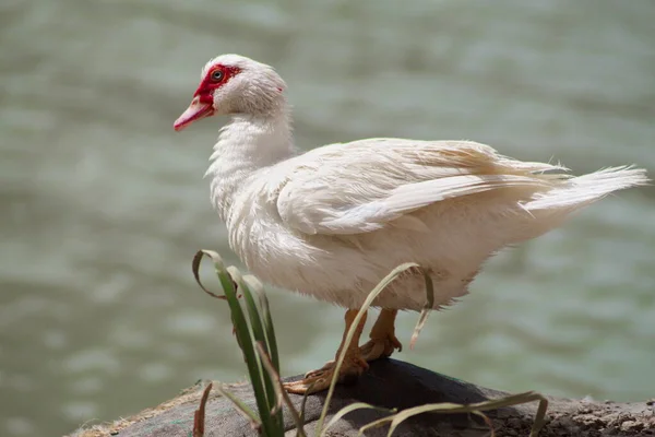 Bílá Kreolská Kachna Odpočívá Pokojně Břehu Řeky — Stock fotografie