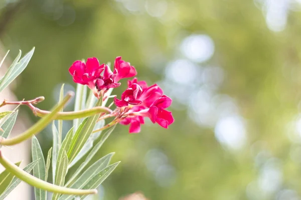 Jardim Agradável Com Flores Vistosas Dia Ensolarado — Fotografia de Stock