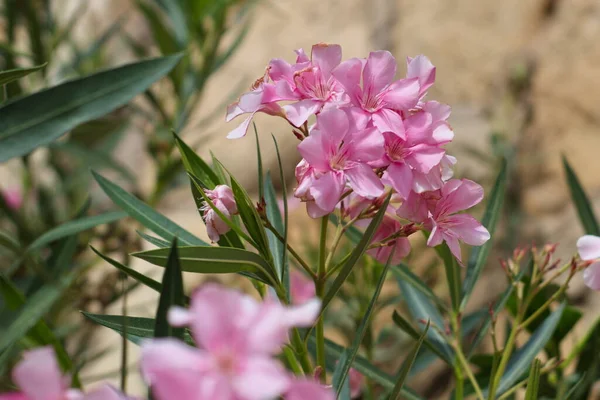 Jardim Agradável Com Flores Vistosas Dia Ensolarado — Fotografia de Stock