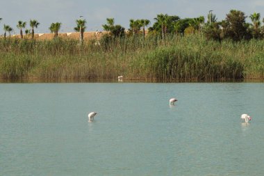 Sessiz bir gölde sessizce beslenen güzel flamingolar.