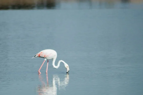 Muito Flamingos Alimentando Silenciosamente Uma Lagoa Tranquila — Fotografia de Stock