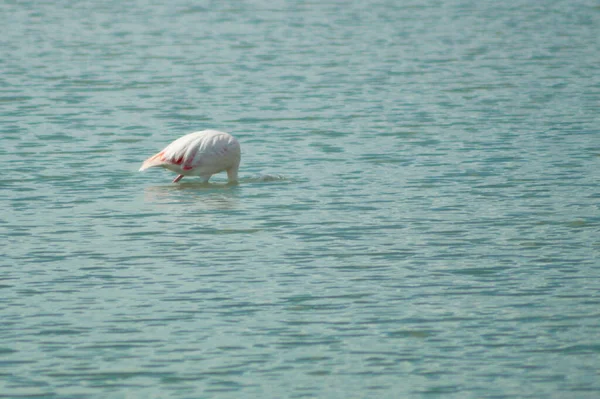 Jolis Flamants Roses Nourrissant Silencieusement Dans Lagon Calme — Photo