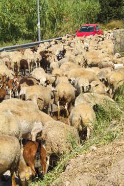 Koyun sürüsü ve keçi sürüsü çobanın önderliğinde otlatılmak üzere otlağa giden yollar ve otlaklar arasında.