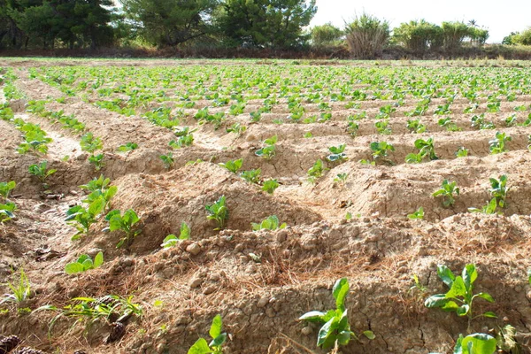 Extensive Field Row Lettuces Growing Fertile Watered Field — Stock Photo, Image