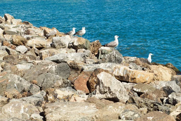 Mewy Spoczywające Skałach Portu Rybackiego San Pedro Del Pinatar Murcji — Zdjęcie stockowe