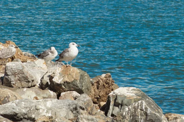Чайки Отдыхают Скалах Дока Рыболовного Порта Сан Педро Дель Пинатар — стоковое фото