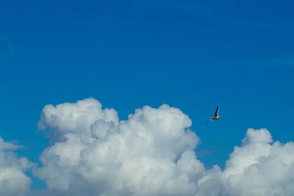 Seagulls Flying Background Deep Blue Sky Clouds — Stock Photo, Image