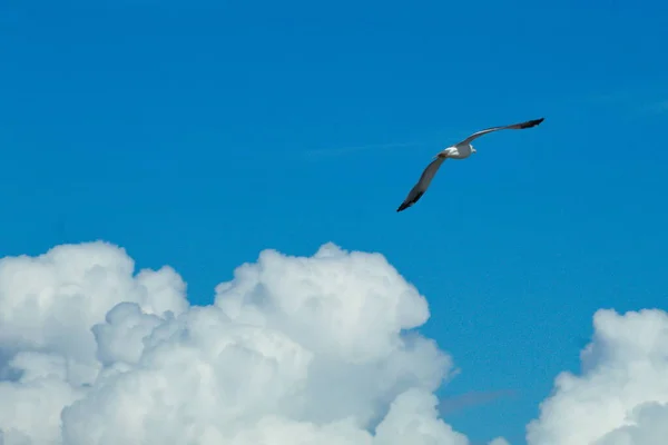 Γλάροι Που Πετούν Φόντο Τον Βαθύ Γαλάζιο Ουρανό Και Σύννεφα — Φωτογραφία Αρχείου