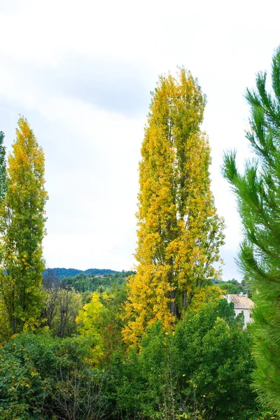 Beeindruckender Und Farbenfroher Hintergrund Aus Ahornblättern Wald Von Las Fuentes — Stockfoto