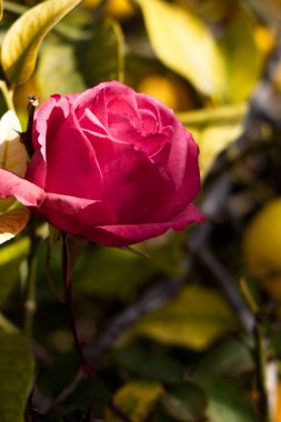 Dalında güzel bir gül olan yemyeşil bir bahçe.
