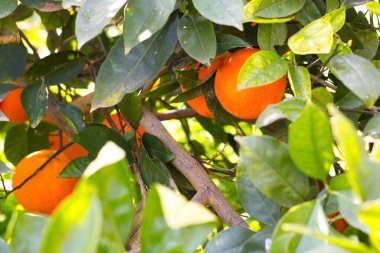 Lezzetli ve göz alıcı portakallar, portakal ağacının dallarından sarkan yeşil yaprakların arasında saklı.