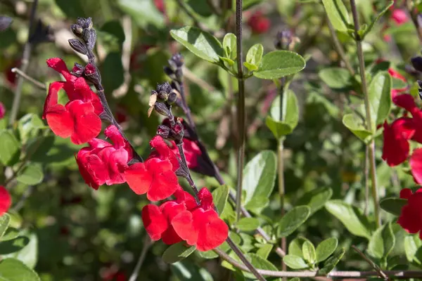 Jardim Exuberante Com Bastante Salvia Microphylla Seu Ramo — Fotografia de Stock