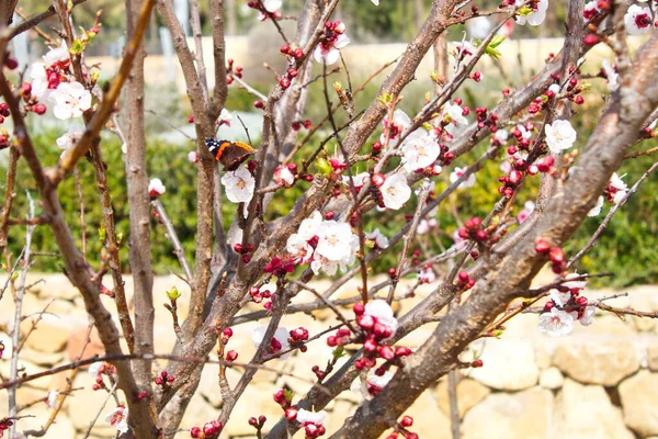Güzel Vanessa Atalanta Kelebeği Bir Bahçedeki Kayısı Çiçeğinin Üzerine Tünemiş — Stok fotoğraf