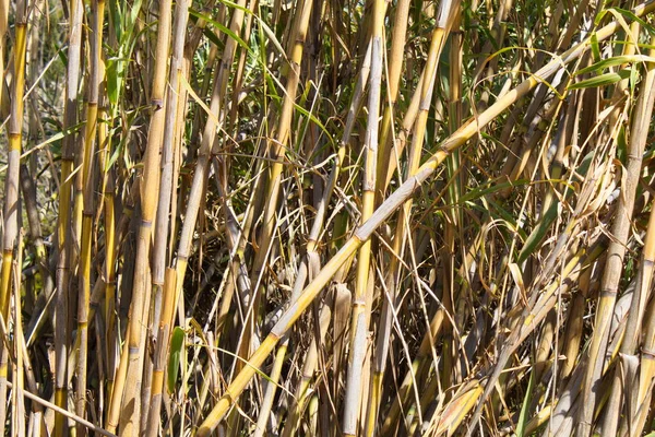 Floresta Junco Grossa Longo Das Margens Rio Segura Múrcia — Fotografia de Stock