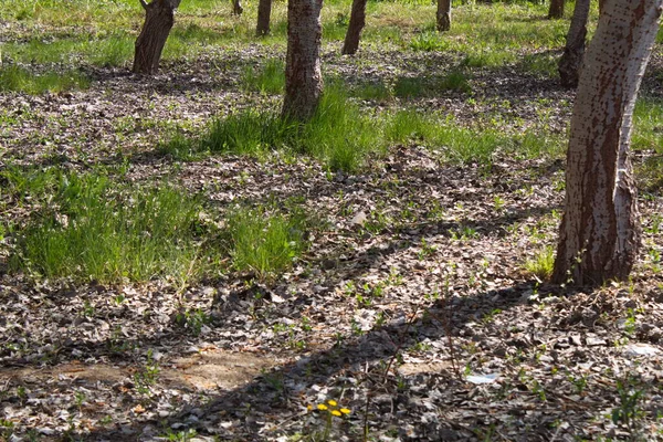 Set of trunks of a forest in a protected natural environment