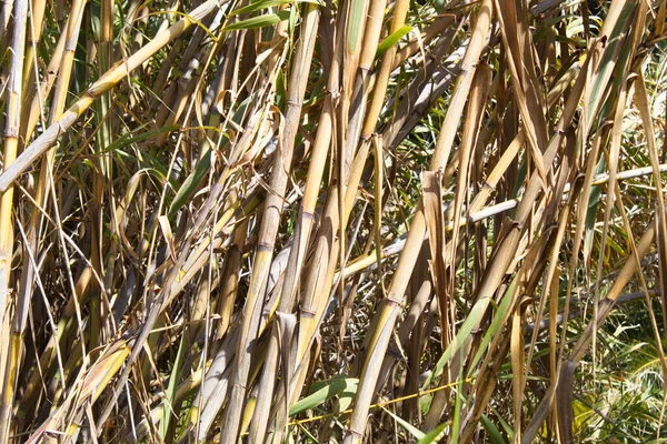 Murcia 'daki Segura nehrinin kıyısında sık kamış ormanı.