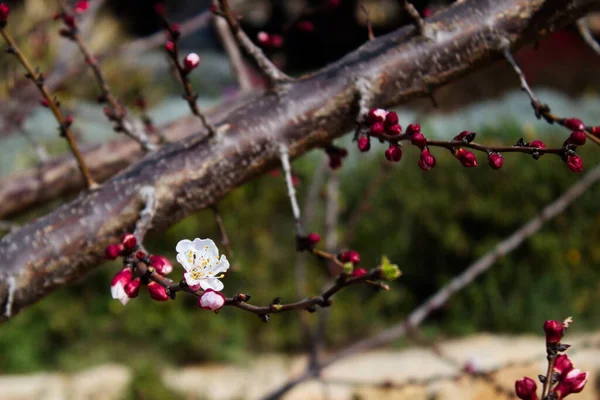 Красивый Красочный Цветок Абрикоса Полном Расцвете — стоковое фото