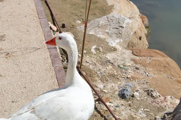 Belo Ganso Margem Rio Segura Enquanto Passa Pelo Centro Murcia — Fotografia de Stock