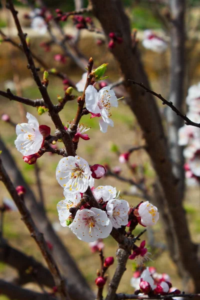 Beautiful Colorful Apricot Flower Full Bloom — Stock Photo, Image