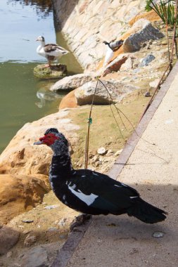 Beyaz kreol ördeği nehir kıyısında huzur içinde yatıyor.