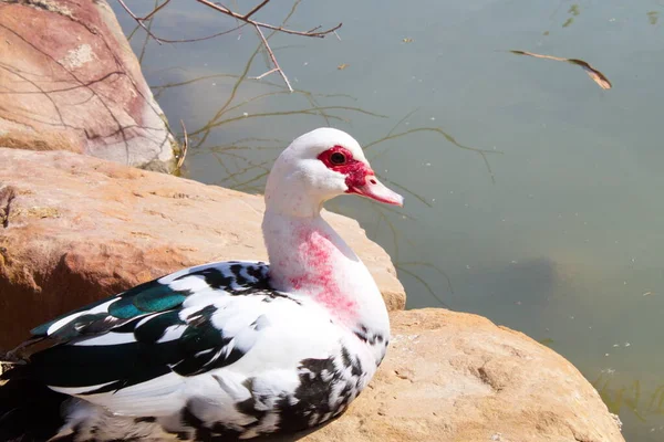 Bílá Kreolská Kachna Odpočívá Pokojně Břehu Řeky — Stock fotografie
