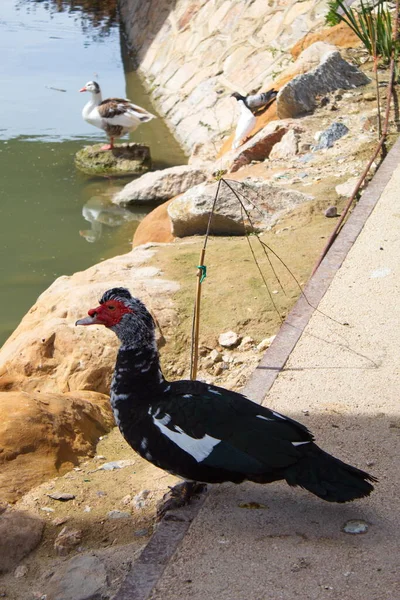 Pato Crioulo Branco Repousa Pacificamente Margem Rio — Fotografia de Stock