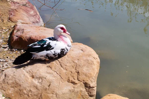 Canard Créole Coloré Repose Paisiblement Sur Rive Rivière — Photo