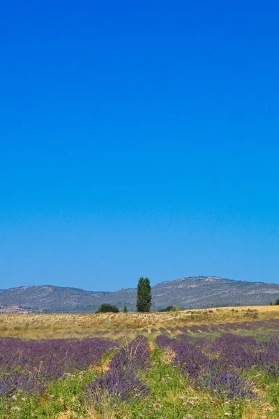 Landscape Beautiful Lavender Fields Province Murcia — Stockfoto