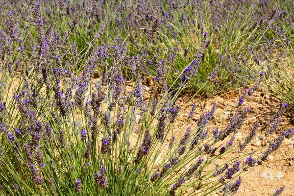 Landscape Beautiful Lavender Fields Province Murcia — Stock Photo, Image