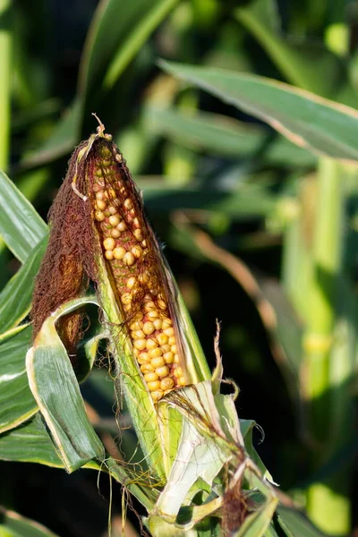 Extensive Fields Corn Harvested Fed Population — 스톡 사진