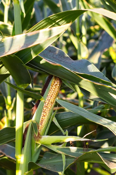 Extensive Fields Corn Harvested Fed Population — 스톡 사진