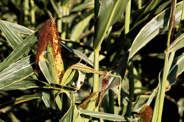 Extensive Fields Corn Harvested Fed Population — 스톡 사진