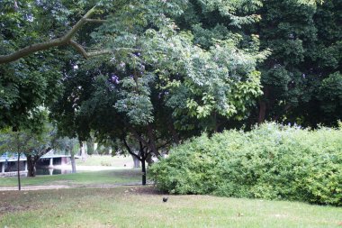 Soğuk bir sonbahar gününde yürümek için güzel ve yapraklı bir bahçe.