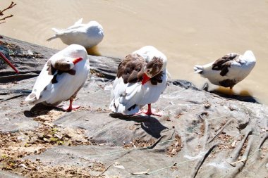 Murcia 'nın merkezinden geçen Segura nehrinin kıyısındaki güzel kaz.