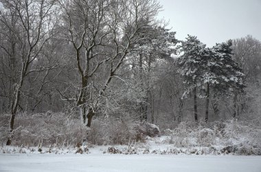 Orman ve göl kışın karla kaplı