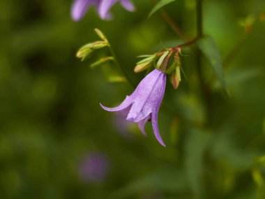 Çimenlerdeki yalnız çan