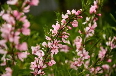 Parlak bir çalılıkta pembe çiçekli bir dal