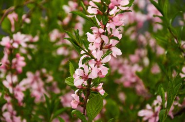 Parlak bir çalılıkta pembe çiçekli bir dal