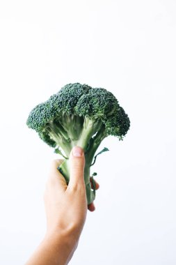 fresh green head of broccoli cabbage in hand on a white background