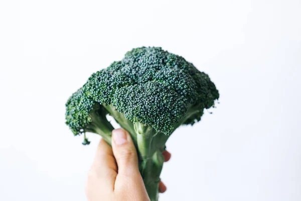 Fresh green head of broccoli cabbage in hand on a white background — Foto de Stock