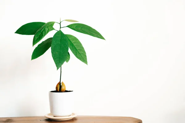 a young avocado plant in a white pot on a wooden table against a white wall. High quality photo