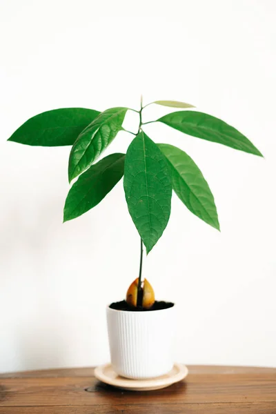 a young avocado plant in a white pot on a wooden table against a white wall. High quality photo