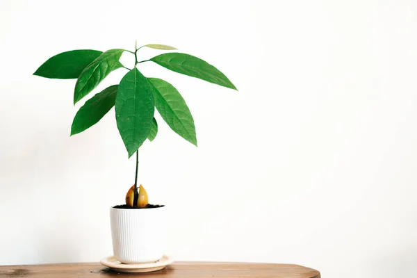 Young Avocado Plant White Pot Wooden Table White Wall High Stock Kép