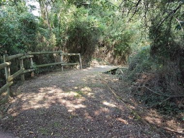 Ormanın ortasında ağaçtan yapılmış bir köprü. Güneşli bir günde etrafta bir sürü yeşillik var.