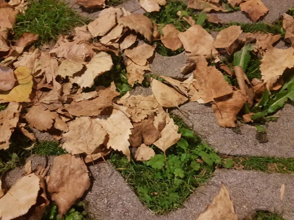 Green Grass Cement Covered Brown Leaves — Stock Photo, Image